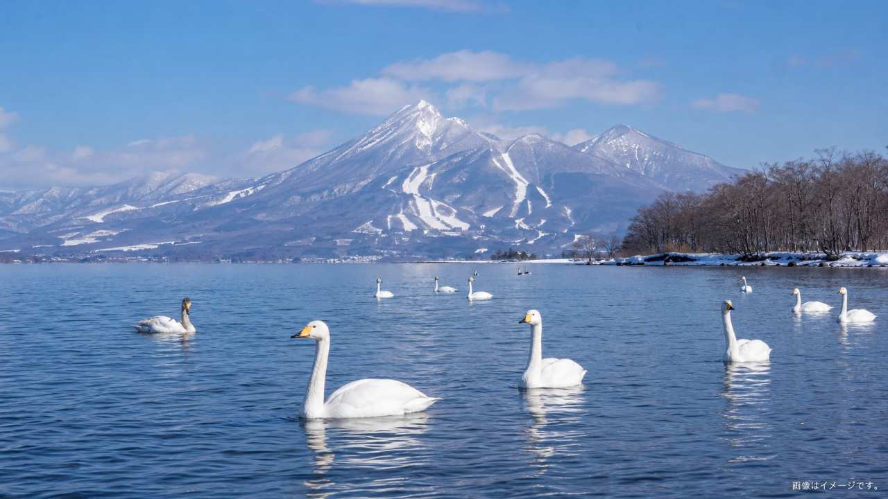 冬の猪苗代湖で白鳥が湖面に浮かび、遠くに雪化粧した磐梯山が見える実写風写真