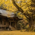 大イチョウに包まれた会津の古い神社建築をイメージした風景