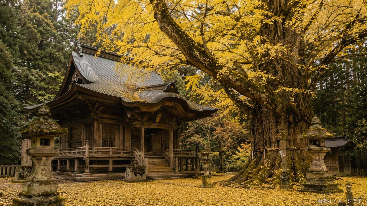 大イチョウに包まれた会津の古い神社建築をイメージした風景